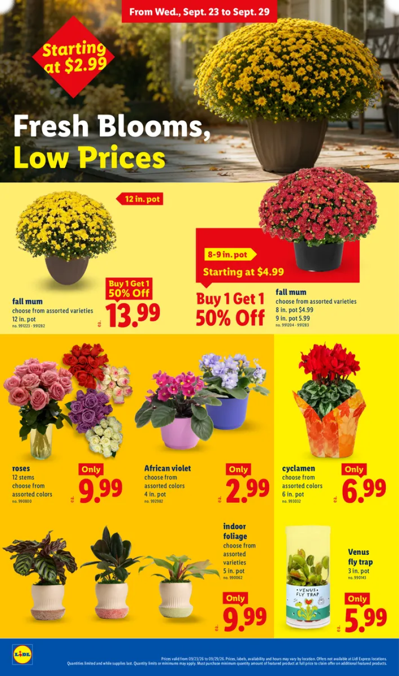 Lidl floral deals featuring indoor foliage, Venus fly traps, fall mums, African violets, roses, and cyclamens.