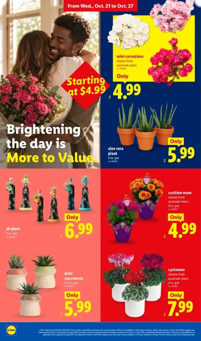 Lidl floral department deals featuring mini succulents, carnations, air plants, and cyclamens.