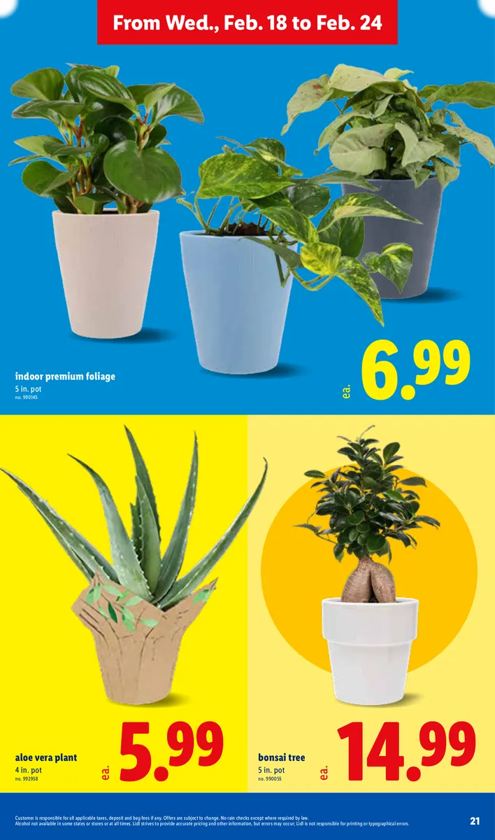 Lidl ad featuring a bonsai tree and aloe vera plant.