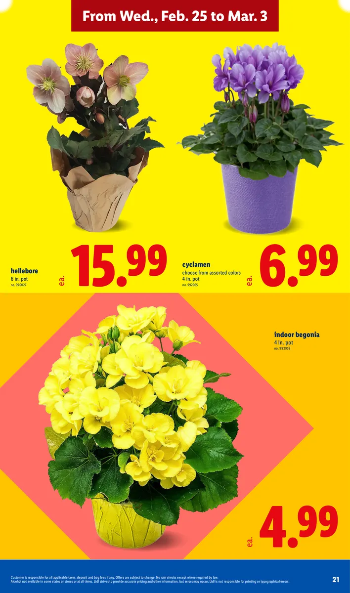 Promotion of potted plants like hellebore, cyclamen, and begonia, with disclaimers.