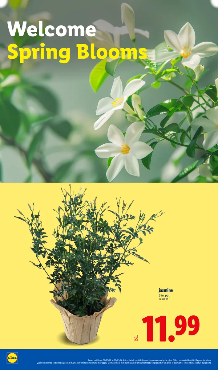Promotion of Jasmine potted plants for spring, with disclaimers.