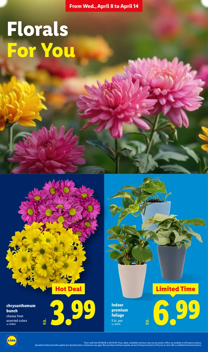 Hot deal on indoor plants, including chrysanthemums.