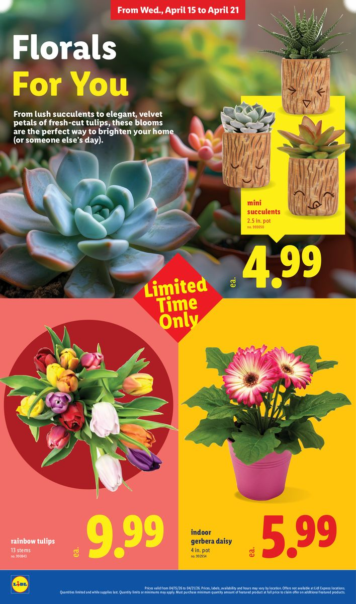 Indoor gerbera daisy, rainbow tulips, mini succulents, and other floral arrangements.