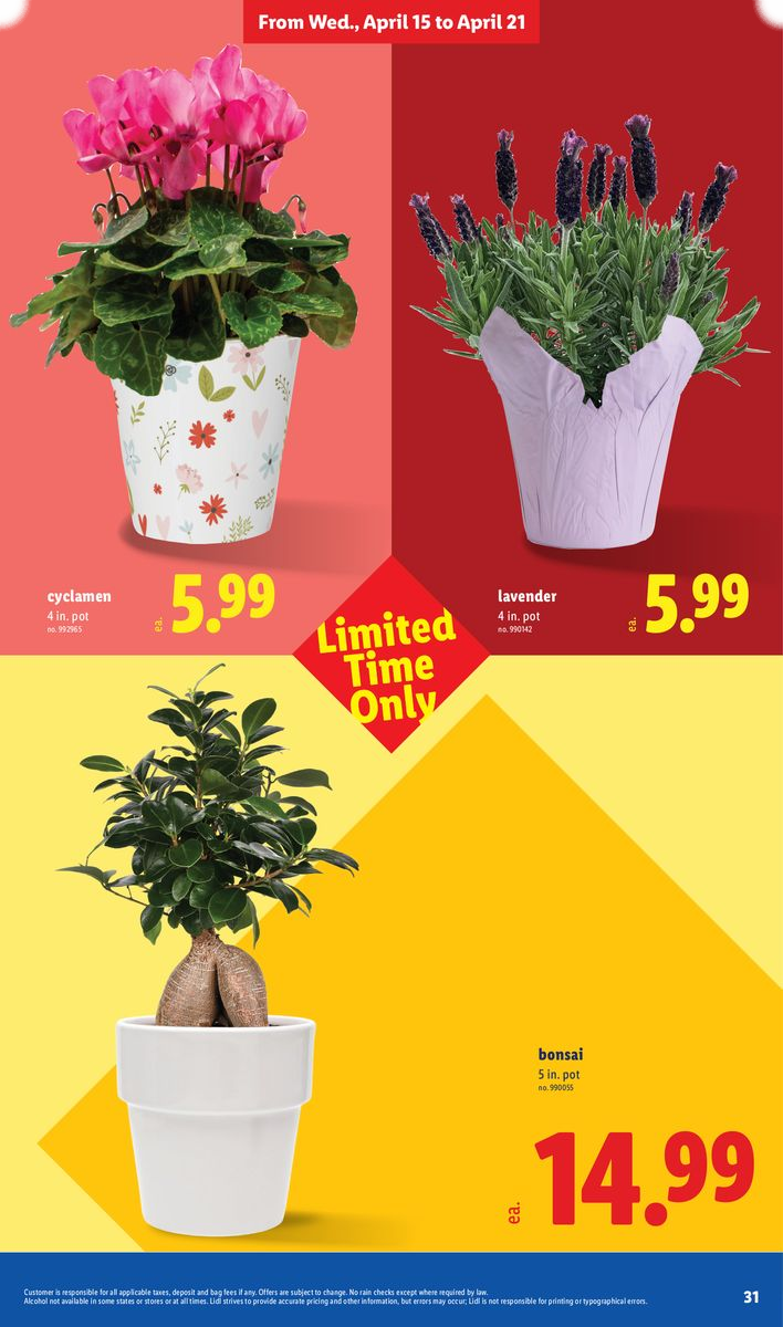 Cyclamen pot and lavender bonsai.