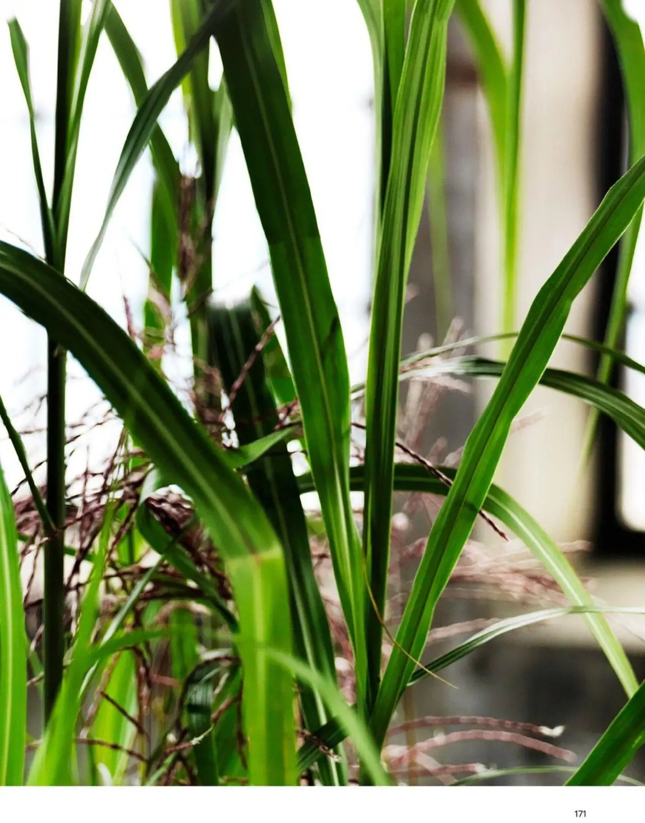  Catalog page 171 image 