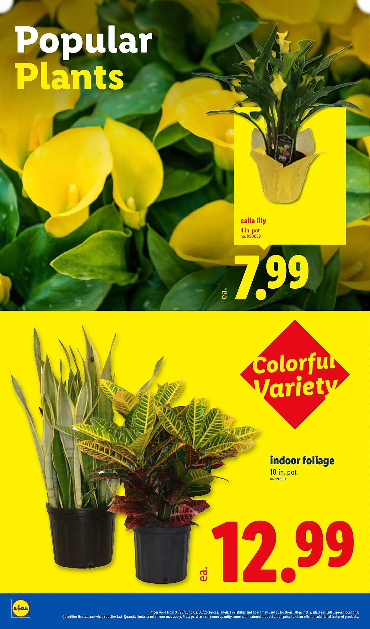Lidl - Page 24